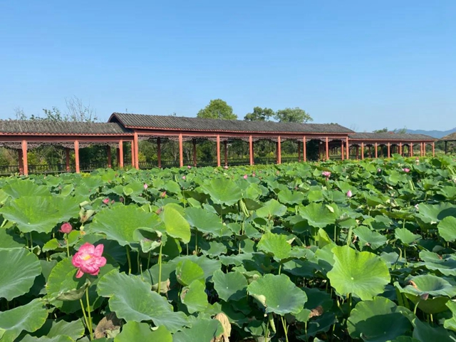 泸州这些地方荷花已经绽放,快去打卡!(图7) 泸州这些地方荷花已经绽放,快去打卡!(图7)