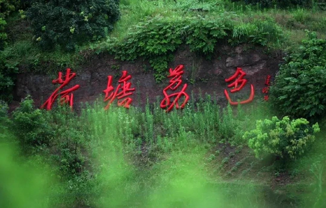 泸州这些地方荷花已经绽放,快去打卡!(图13) 泸州这些地方荷花已经绽放,快去打卡!(图13)