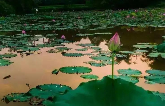 泸州这些地方荷花已经绽放,快去打卡!(图14) 泸州这些地方荷花已经绽放,快去打卡!(图14)