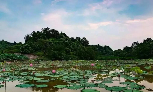泸州这些地方荷花已经绽放,快去打卡!(图15) 泸州这些地方荷花已经绽放,快去打卡!(图15)