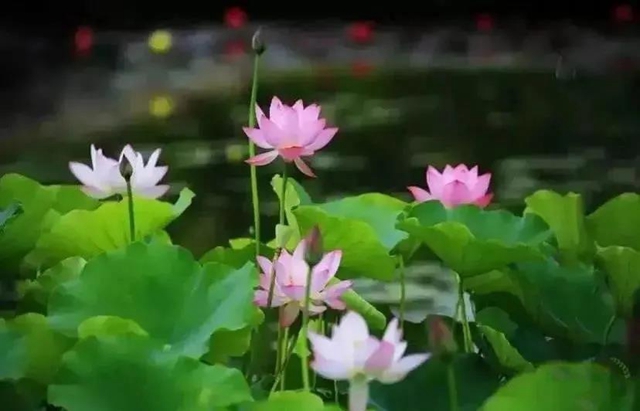 泸州这些地方荷花已经绽放,快去打卡!(图16) 泸州这些地方荷花已经绽放,快去打卡!(图16)