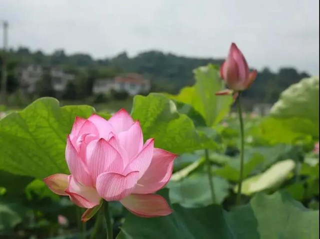 泸州这些地方荷花已经绽放,快去打卡!(图17) 泸州这些地方荷花已经绽放,快去打卡!(图17)
