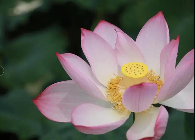 泸州这些地方荷花已经绽放,快去打卡!(图18) 泸州这些地方荷花已经绽放,快去打卡!(图18)