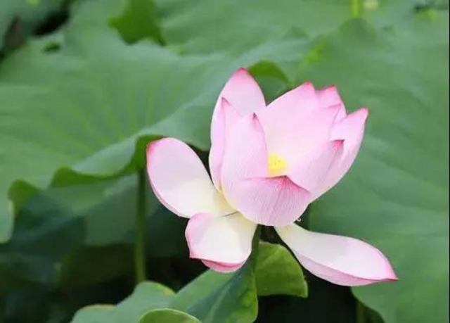 泸州这些地方荷花已经绽放,快去打卡!(图19) 泸州这些地方荷花已经绽放,快去打卡!(图19)