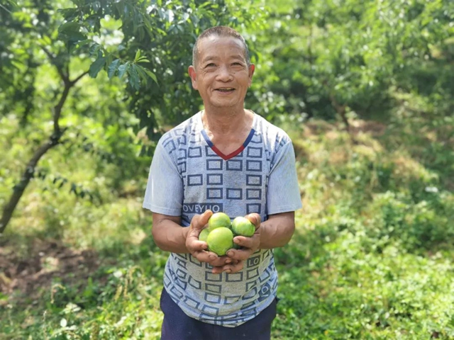 8个李子重一斤？！在古蔺，我信了(图1)