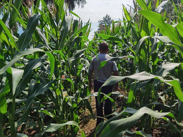 8个李子重一斤？！在古蔺，我信了(图4)