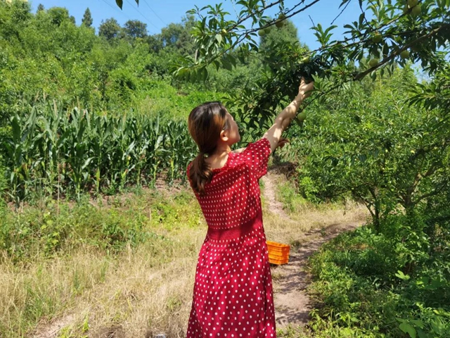 8个李子重一斤？！在古蔺，我信了(图5)