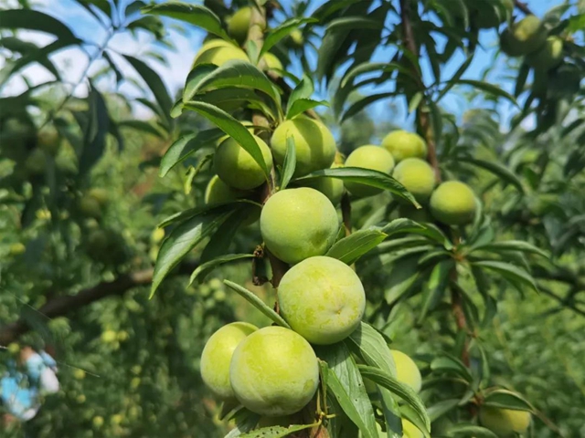 8个李子重一斤？！在古蔺，我信了(图8)