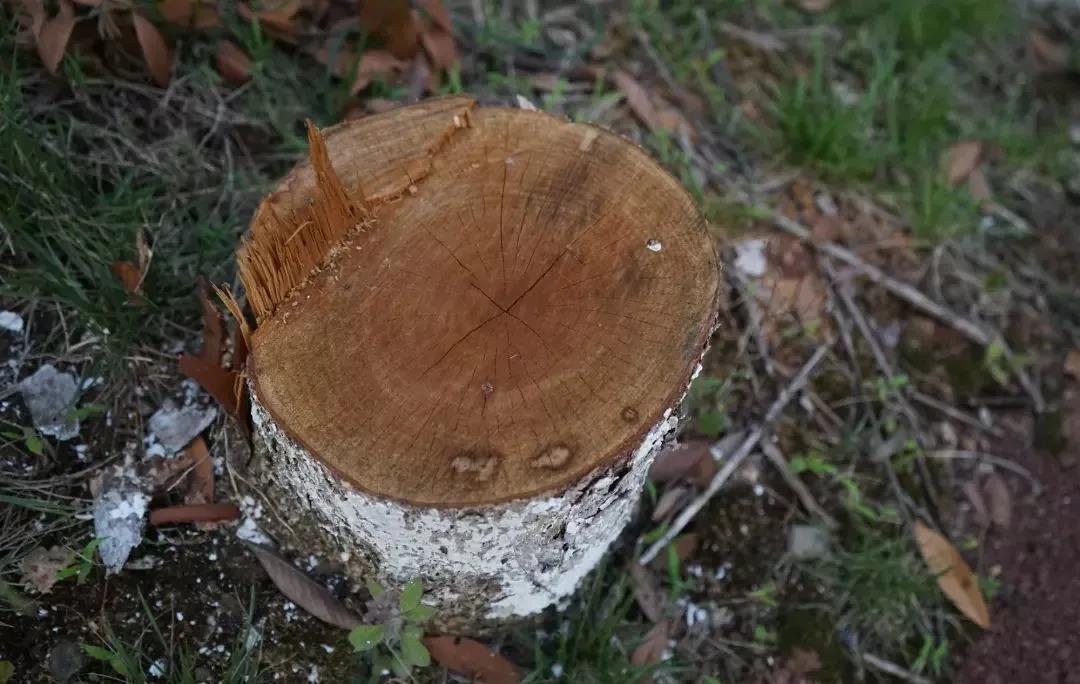 非法采伐桢楠32株，涉案19人，跨3省6市5县作案的团伙伏法！