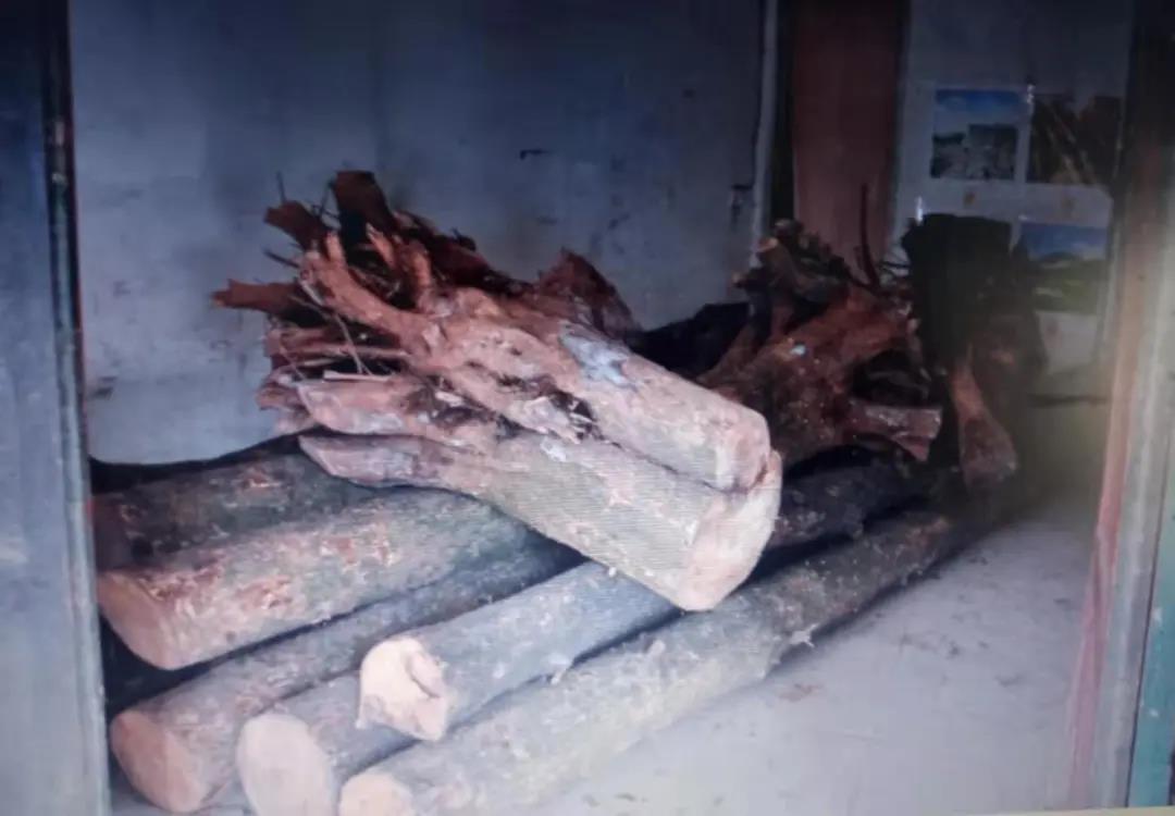 非法采伐桢楠32株，涉案19人，跨3省6市5县作案的团伙伏法！(图3)