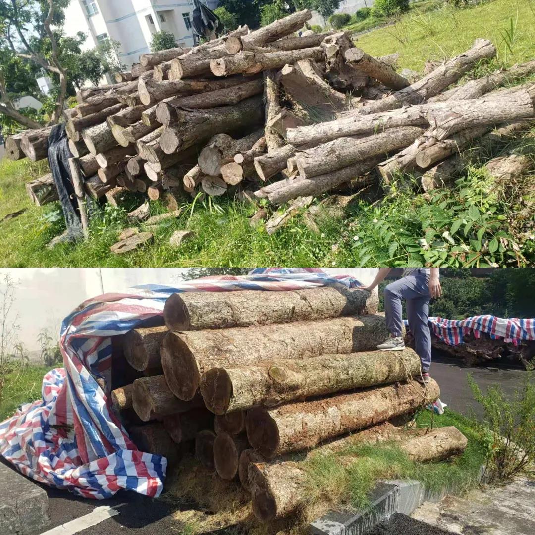 非法采伐桢楠32株，涉案19人，跨3省6市5县作案的团伙伏法！(图8)