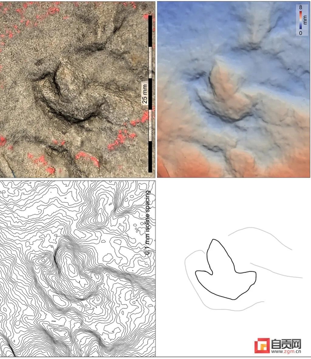 自贡发现中国最小恐龙足迹！(图3)