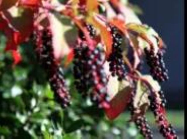 曼陀罗、滴水观音、化儿草……四川夏季常见有毒植物食物中毒预防(图18)