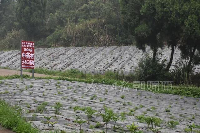 内江市东兴区获授“中国天冬之乡”称号(图2) 内江市东兴区获授“中国天冬之乡”称号(图2)