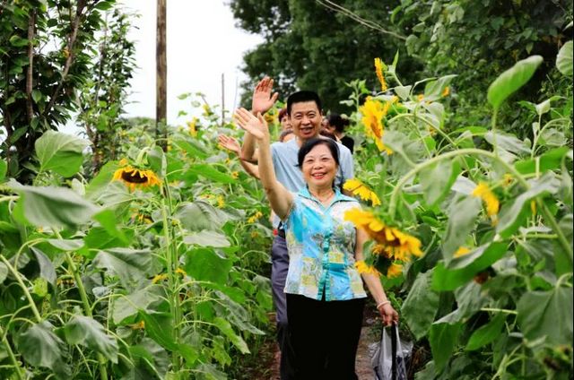 炫！龙马潭区双加镇万株向日葵灿烂盛放！(图9)