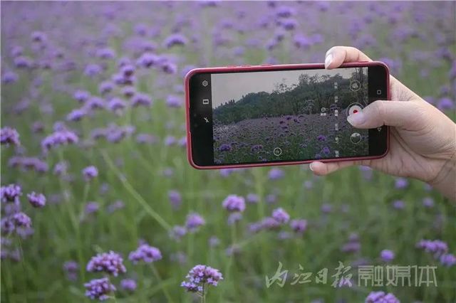 内江版“普罗旺斯”神秘面纱拉开！盛大的花海之宴开启(图1)
