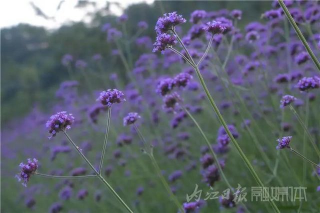 内江版“普罗旺斯”神秘面纱拉开！盛大的花海之宴开启(图6)