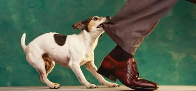 【关注】泸州大姐被狗咬伤，伤口流脓7天难愈！