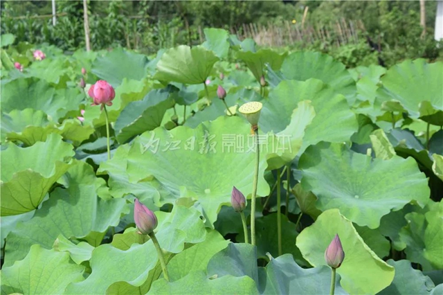“荷”你有约！内江这里荷花盛放，惊艳整个夏天(图2)