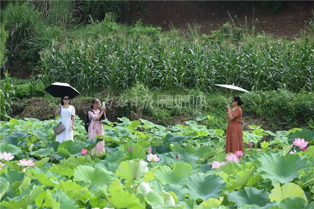 “荷”你有约！内江这里荷花盛放，惊艳整个夏天(图4)