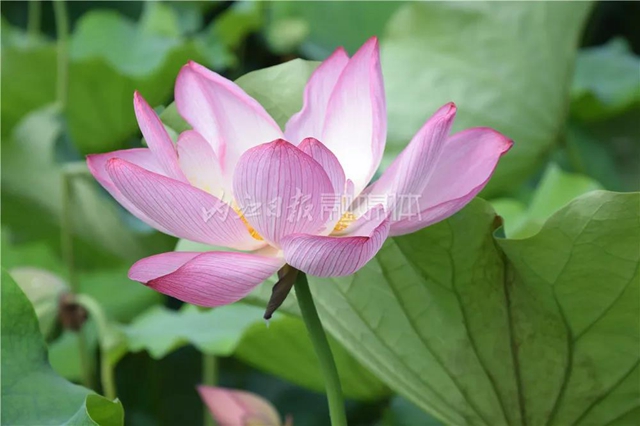 “荷”你有约！内江这里荷花盛放，惊艳整个夏天(图6)