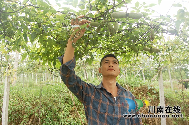 退伍回乡 纳溪“90后”种八月瓜“炸”出致富路(图1)