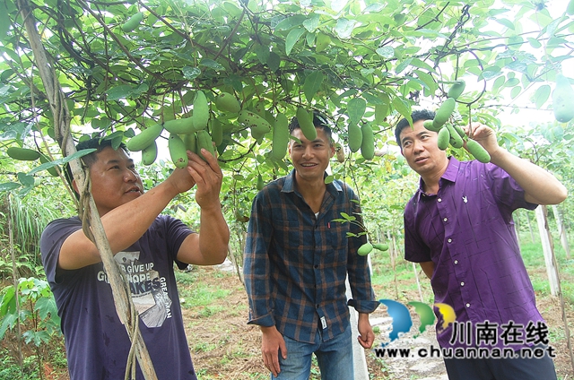 退伍回乡 纳溪“90后”种八月瓜“炸”出致富路(图2)