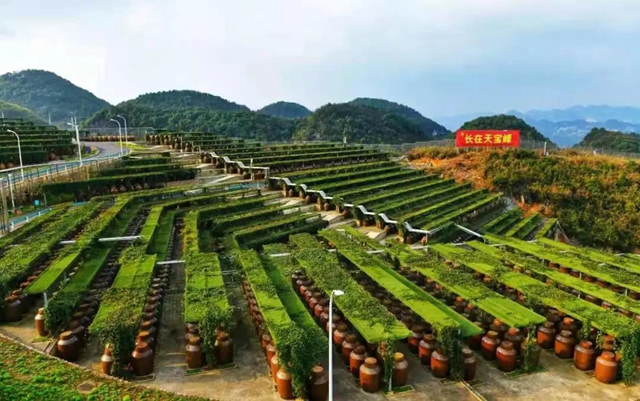 江阳法院走进郎酒集团 助力企业品牌保护(图15)