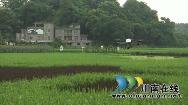 合江：生物技术防控病虫害，保障夏粮高产丰收(图2)