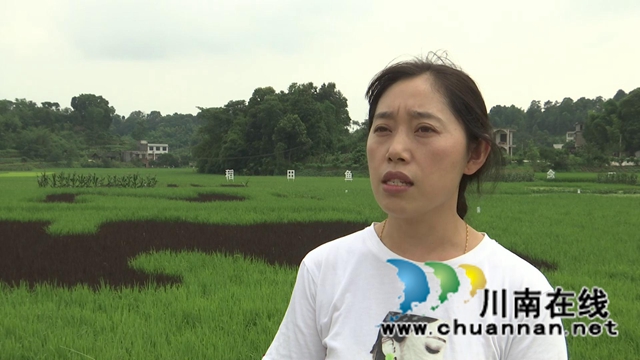 合江：生物技术防控病虫害，保障夏粮高产丰收(图7)