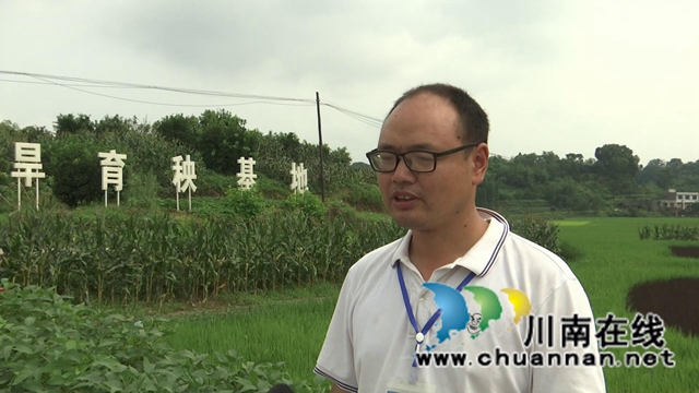 合江：生物技术防控病虫害，保障夏粮高产丰收(图8)