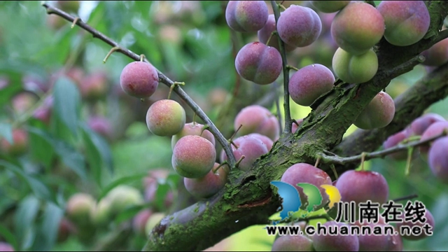 合江大桥镇：茵红李熟枝头挂，乡村采摘队“上工忙”(图3)