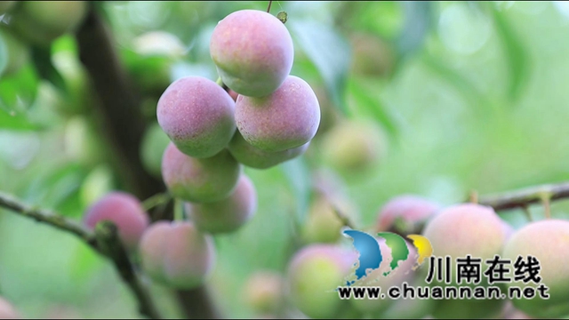 合江大桥镇：茵红李熟枝头挂，乡村采摘队“上工忙”(图4)