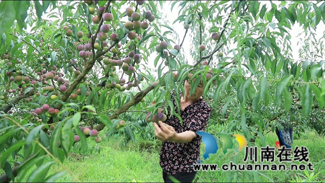 合江大桥镇：茵红李熟枝头挂，乡村采摘队“上工忙”(图2)
