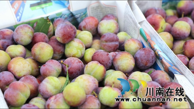 合江大桥镇：茵红李熟枝头挂，乡村采摘队“上工忙”(图1)