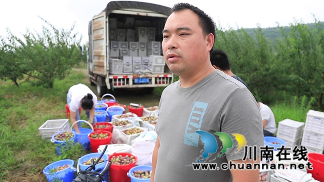 合江大桥镇：茵红李熟枝头挂，乡村采摘队“上工忙”(图6)