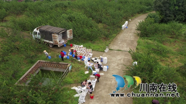 合江大桥镇：茵红李熟枝头挂，乡村采摘队“上工忙”(图7)