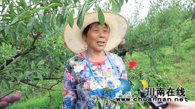 合江大桥镇：茵红李熟枝头挂，乡村采摘队“上工忙”(图5)