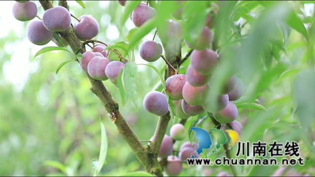 合江大桥镇：茵红李熟枝头挂，乡村采摘队“上工忙”(图10)