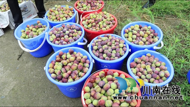 合江大桥镇：茵红李熟枝头挂，乡村采摘队“上工忙”(图12)