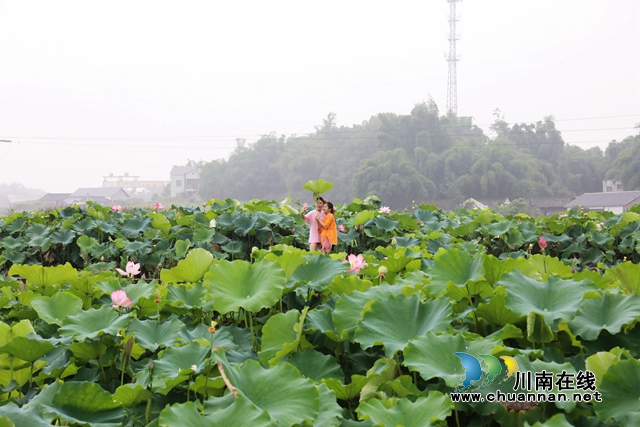泸州龙马潭：无边“夏雨荷”，绿浪层层翻(图3)