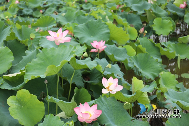 泸州龙马潭：无边“夏雨荷”，绿浪层层翻(图8)