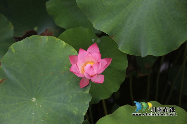 泸州龙马潭：无边“夏雨荷”，绿浪层层翻(图9)