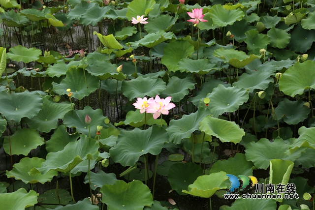 泸州龙马潭：无边“夏雨荷”，绿浪层层翻(图11)