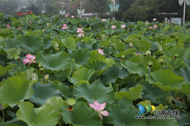 泸州龙马潭：无边“夏雨荷”，绿浪层层翻(图6)