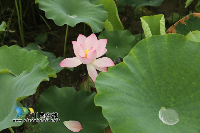 泸州龙马潭：无边“夏雨荷”，绿浪层层翻(图15)