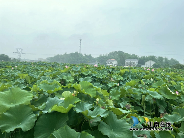 泸州龙马潭：无边“夏雨荷”，绿浪层层翻(图14)