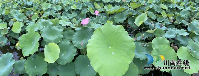 泸州龙马潭：无边“夏雨荷”，绿浪层层翻(图13)