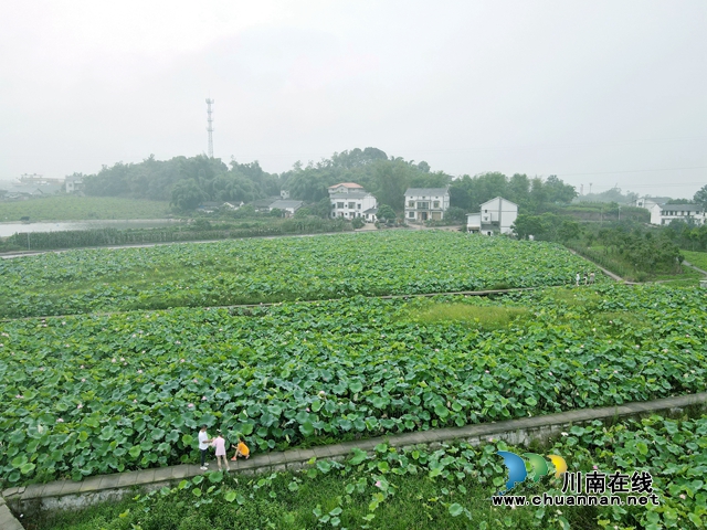 泸州龙马潭：无边“夏雨荷”，绿浪层层翻(图16)