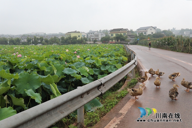 泸州龙马潭：无边“夏雨荷”，绿浪层层翻(图17)